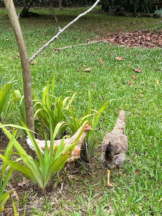 Sitio Serenar Chales Equipados Penedo  Bagian luar foto
